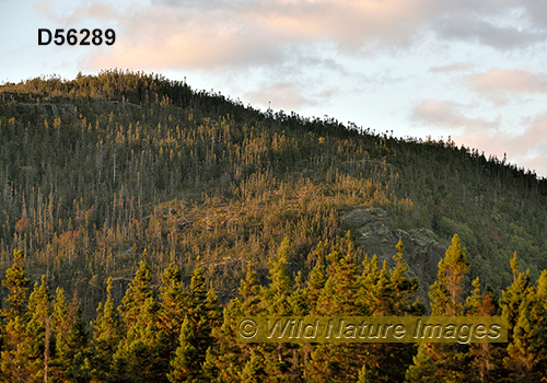 Eastern Canadian boreal forests